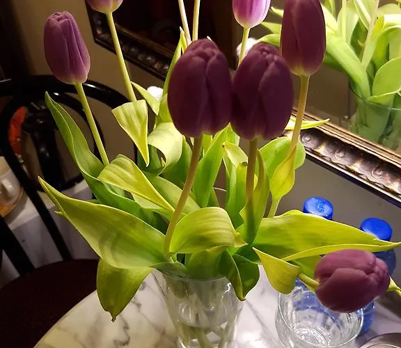 Wladimir Couette-café 3*