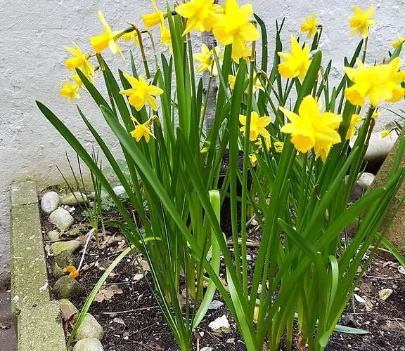 Wladimir Couette-café Amsterdam